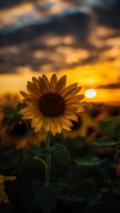 selective focus photography of sunflower during golden hour