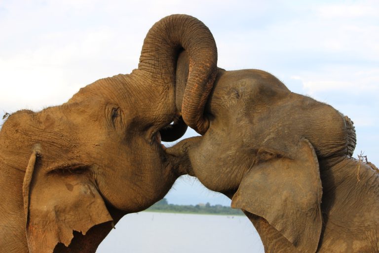 two brown elephants near body of water