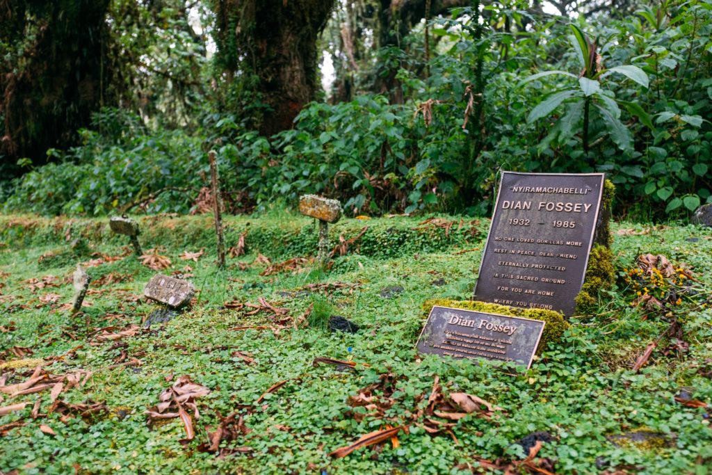 brown and black tomb stone surrounded by green plants