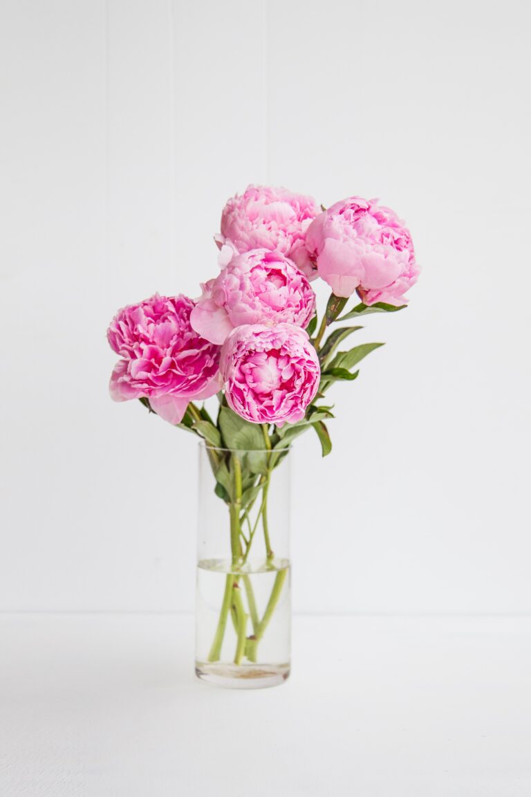 pink rose flowers in vase
